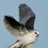 10SB1718 White-tailed Kite
